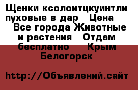 Щенки ксолоитцкуинтли пуховые в дар › Цена ­ 1 - Все города Животные и растения » Отдам бесплатно   . Крым,Белогорск